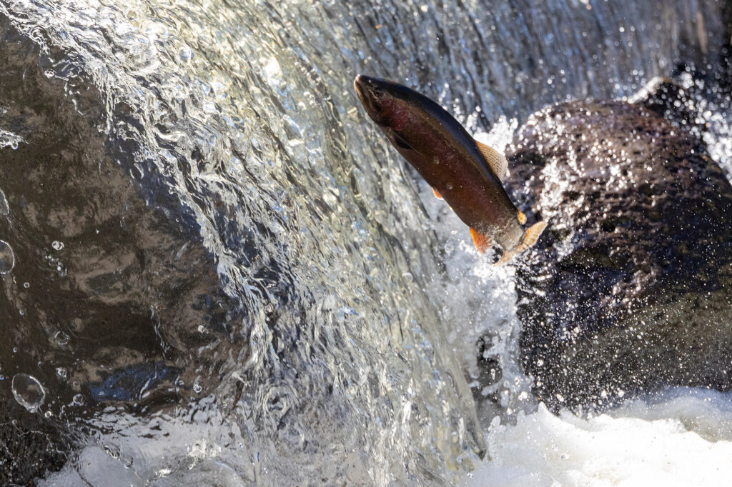 rainbow trout jumping in waterfall 