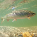 rainbow trout underwater
