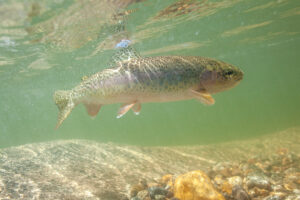 rainbow trout underwater