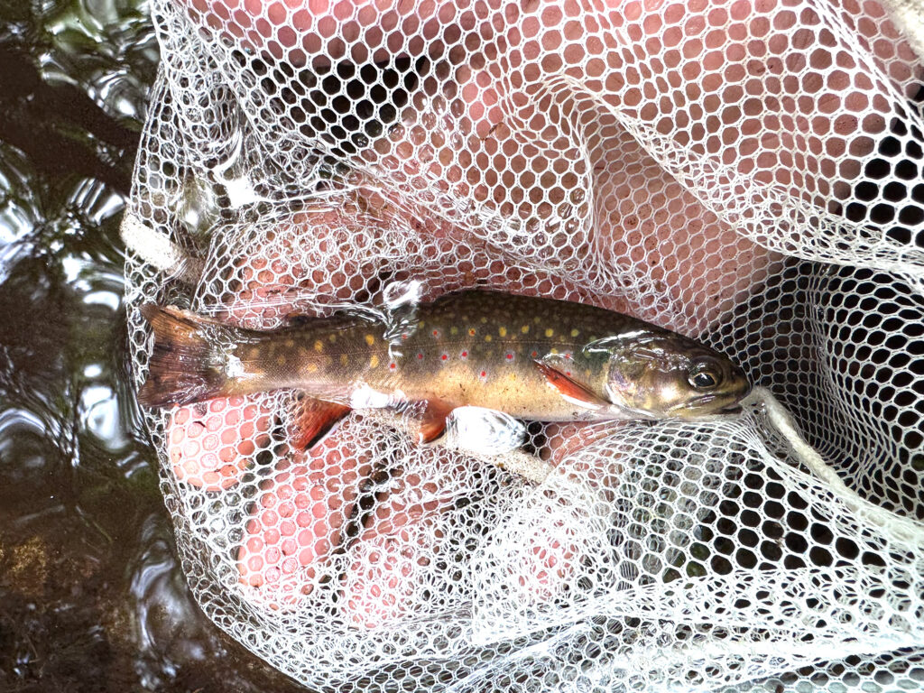 close up of brooke trout in a net