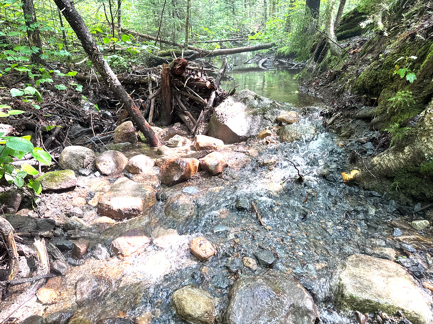 south branch moose river habitat