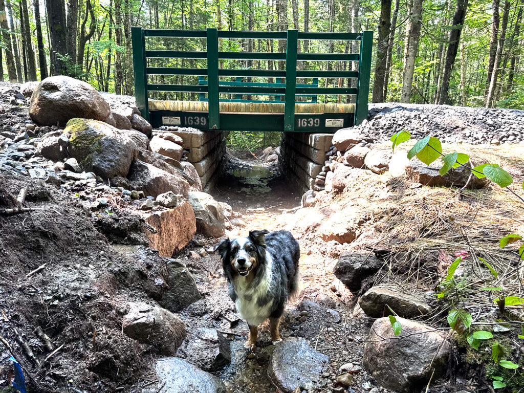 view of fish channel under new bridge at south branch moose river with dog standing in channel