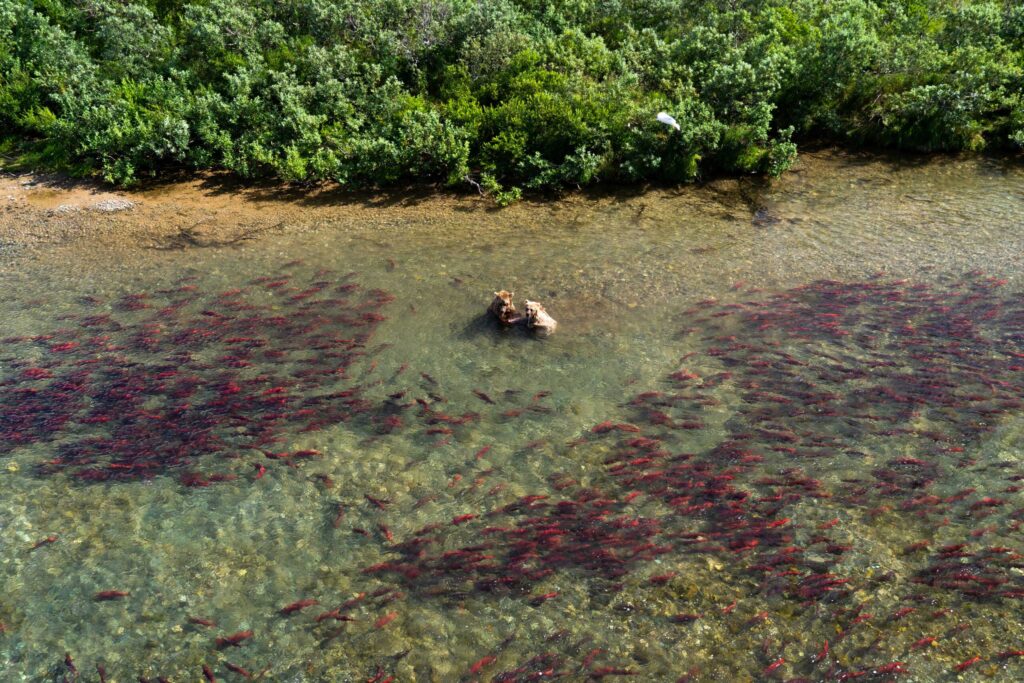pristine water in bristol bay with flourishing salmon