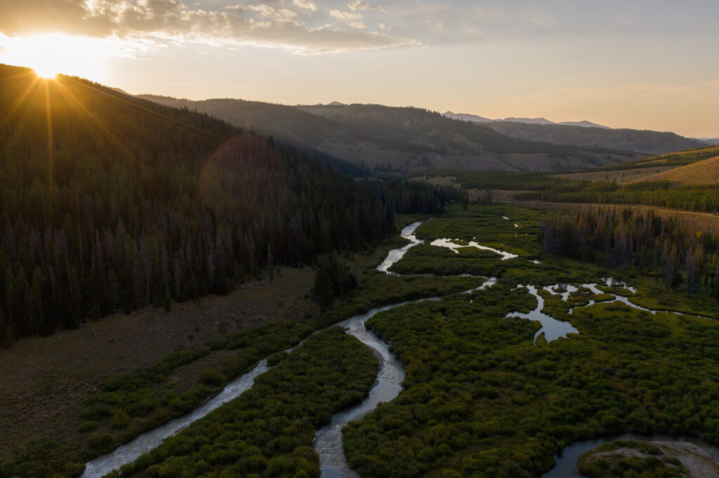 beautiful stream ecosystem