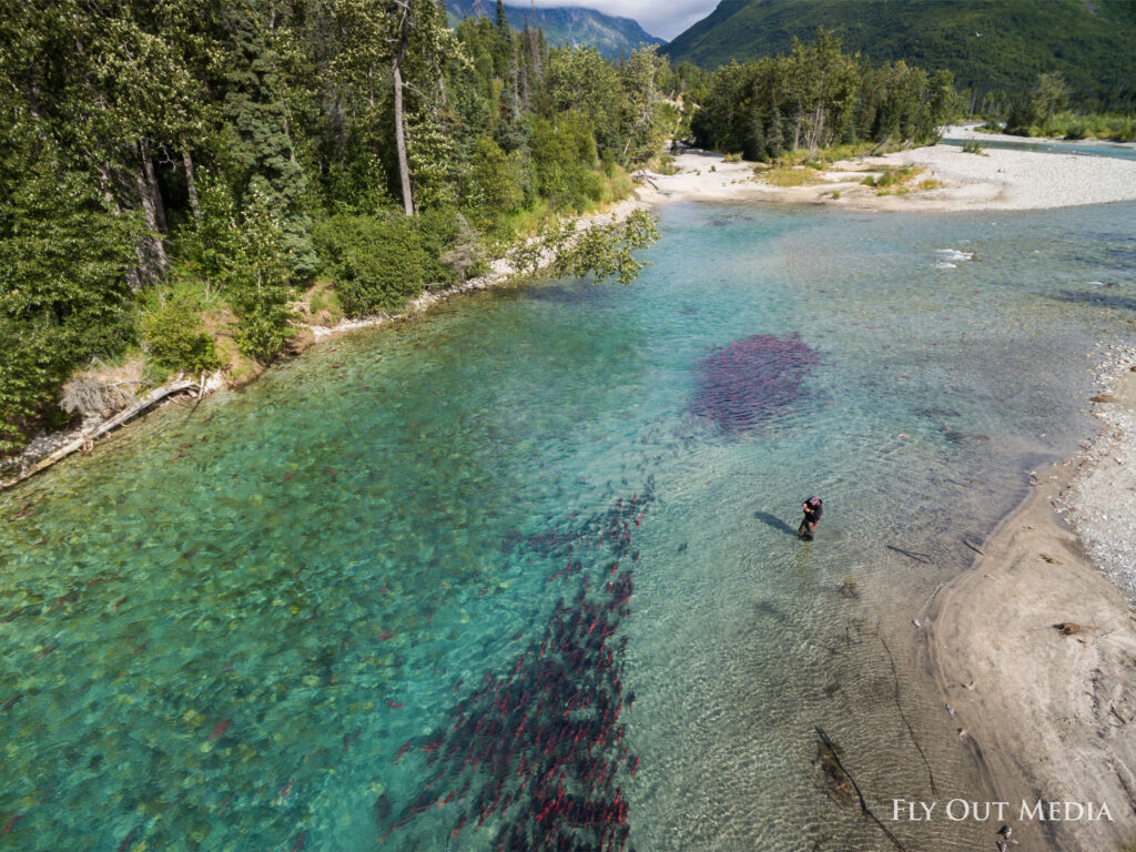 worlds largest salmon run in bristol bays clear waters