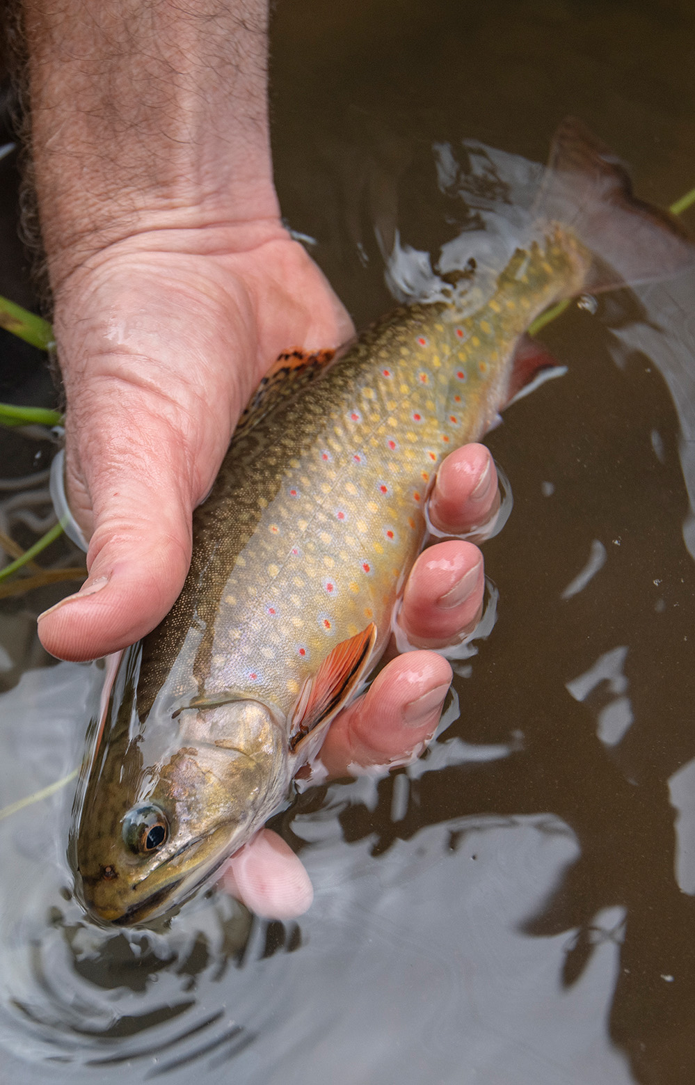 brook trout close up in hand