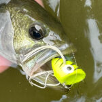 fish hooked on a popper