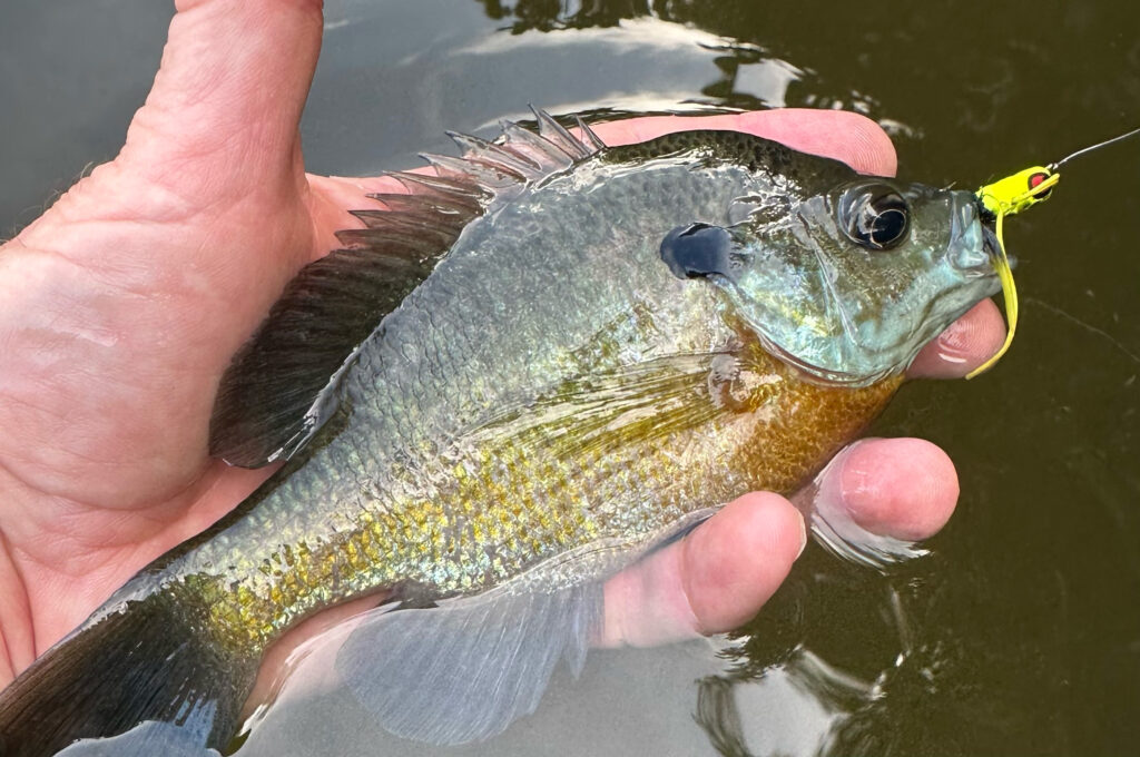 fishing bass and sunfish on poppers