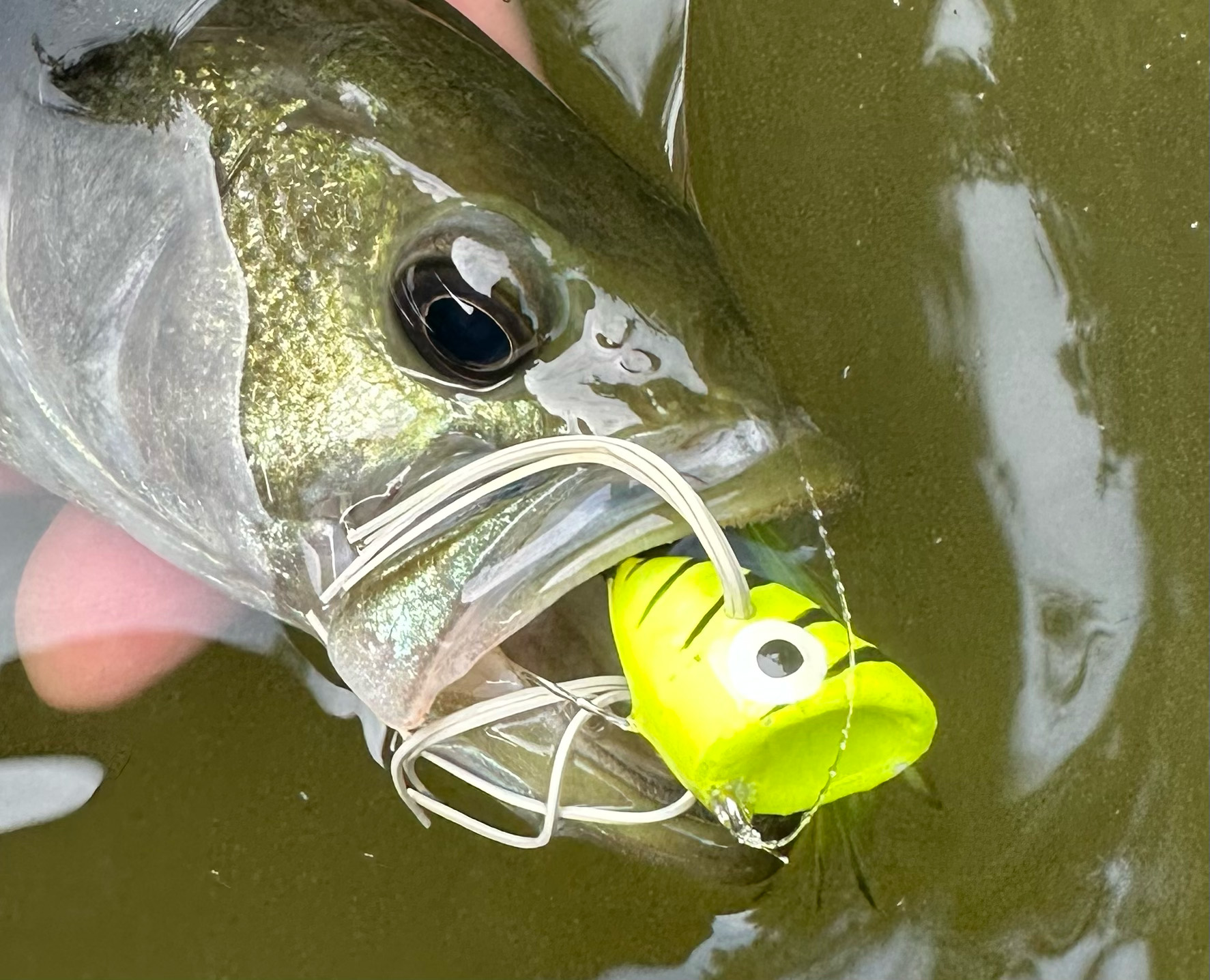 fish hooked on a popper