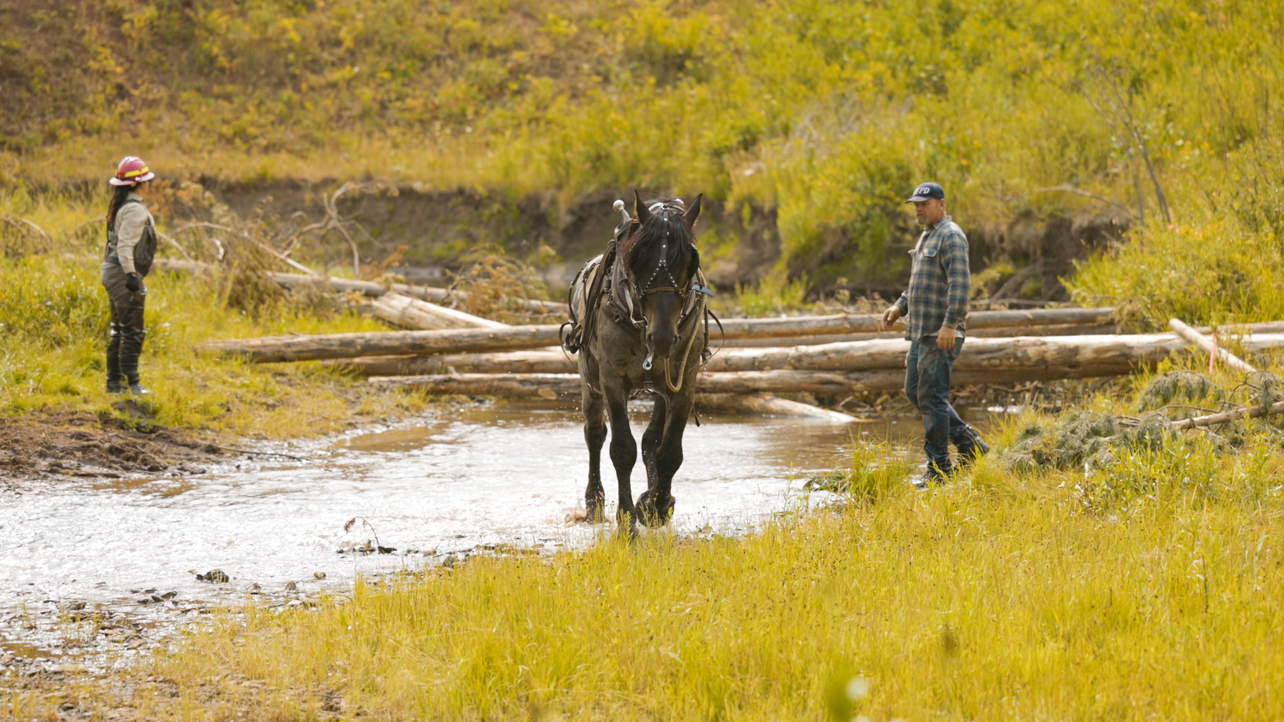 draft horse pulling large wood trees into stream as part of floodplain restoration
