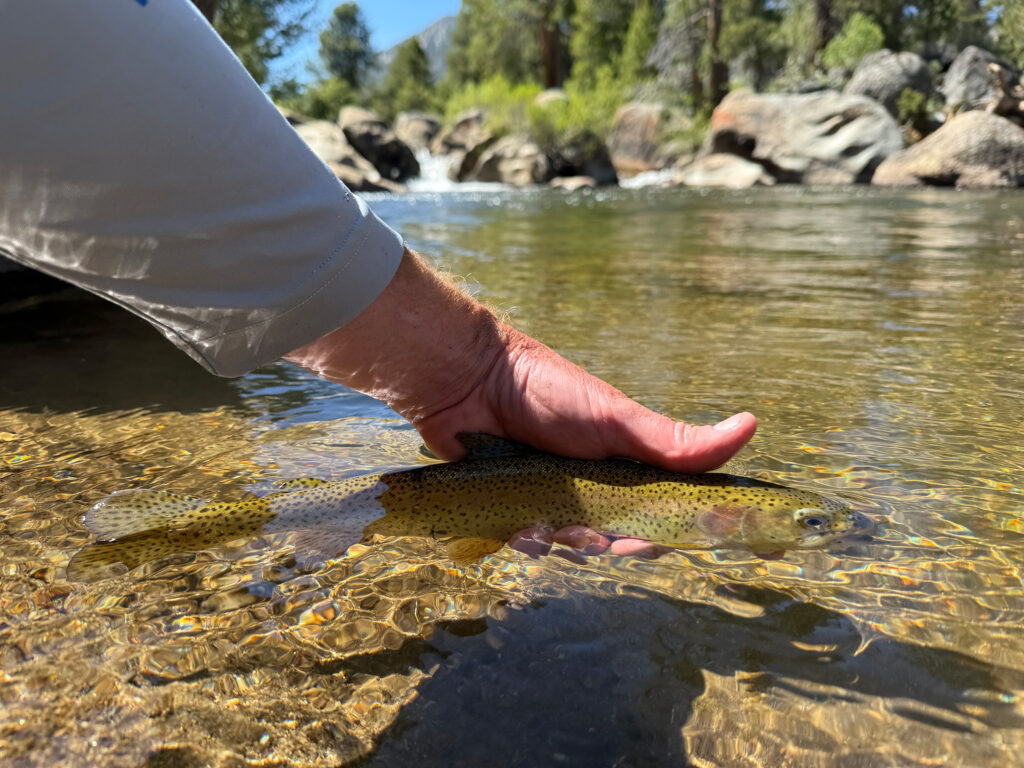 rainbow trout in hand in stream