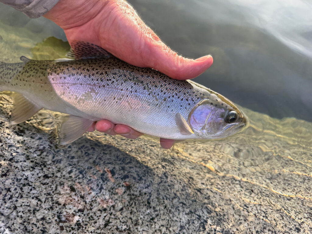beautiful rainbow trout