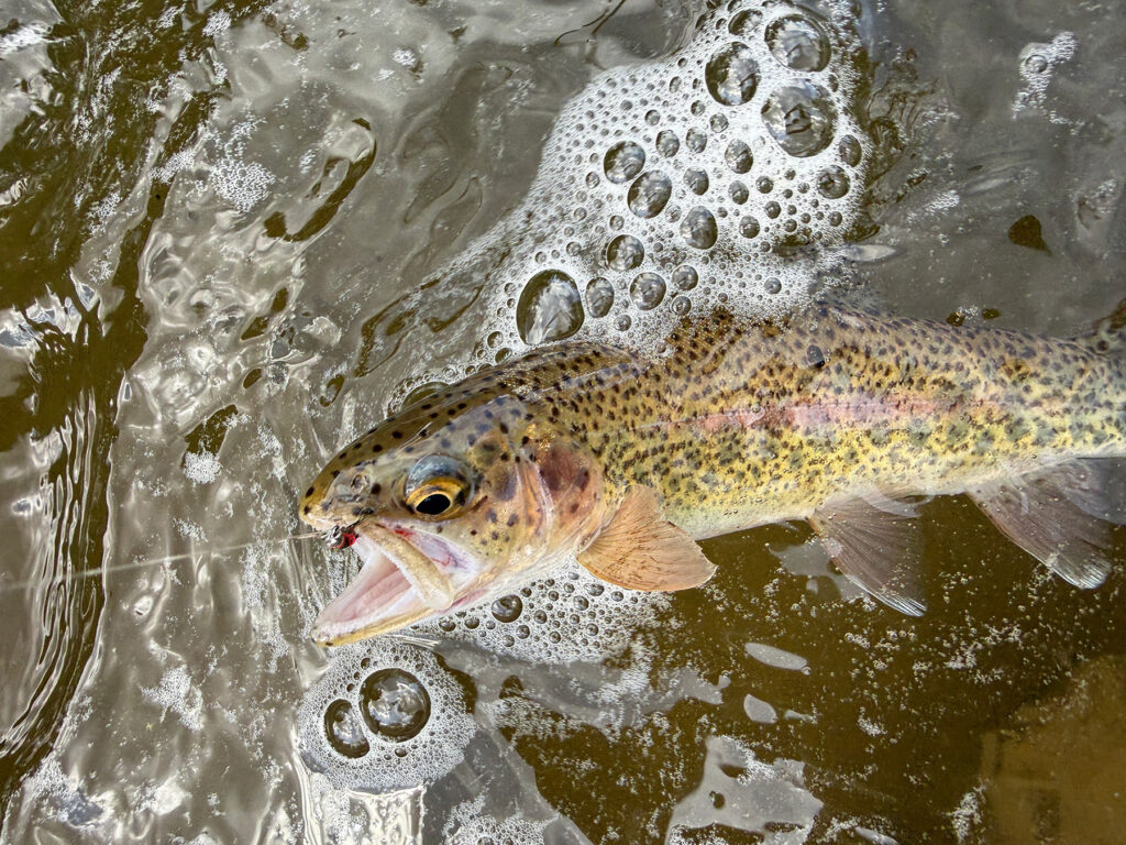 rainbow trout in water on fly line