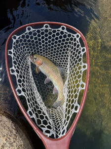 rainbow trout in net