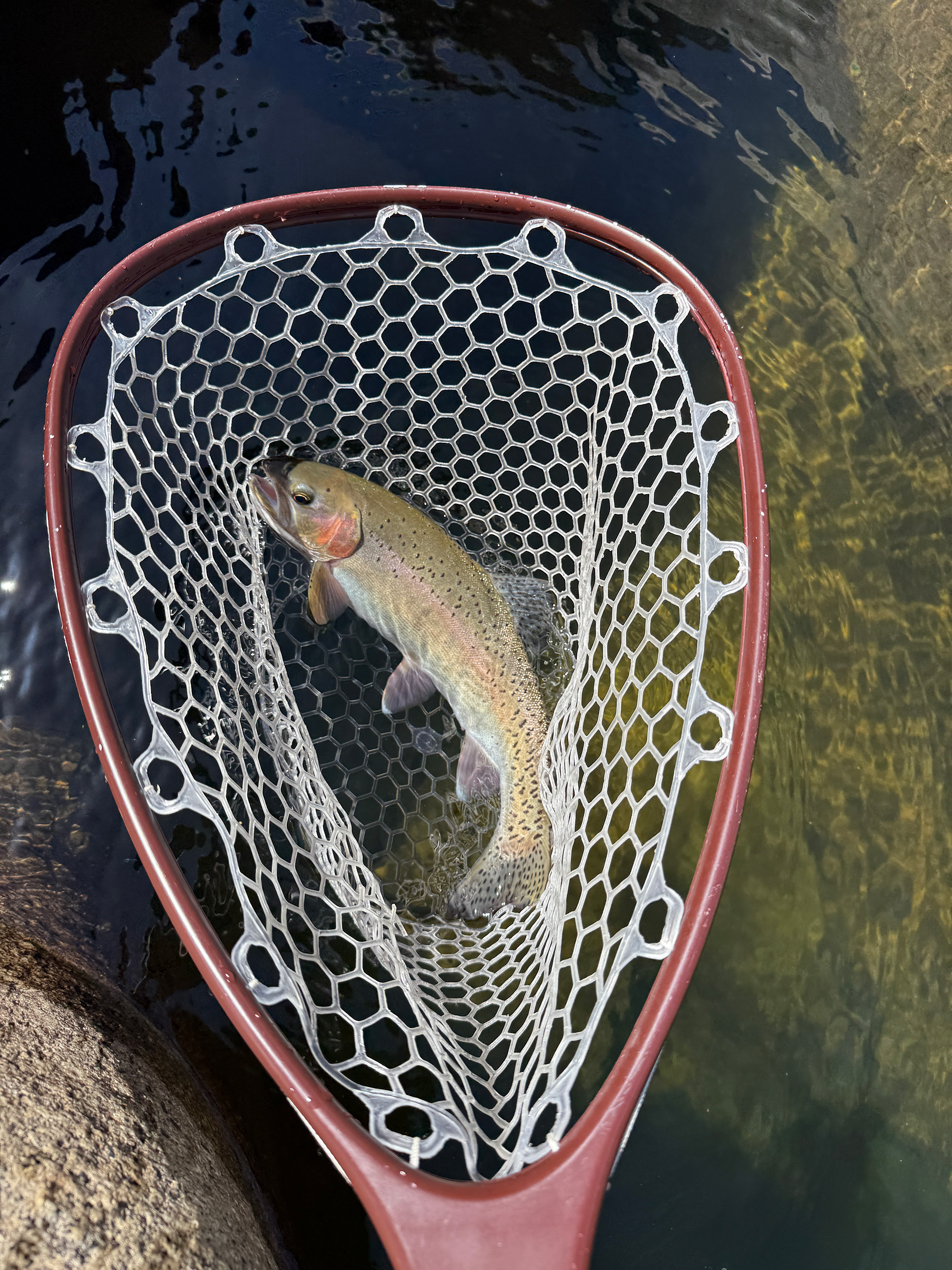 rainbow trout in net