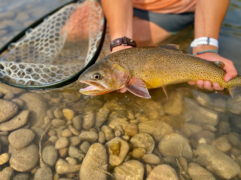 native yellowstone cutthroat trout