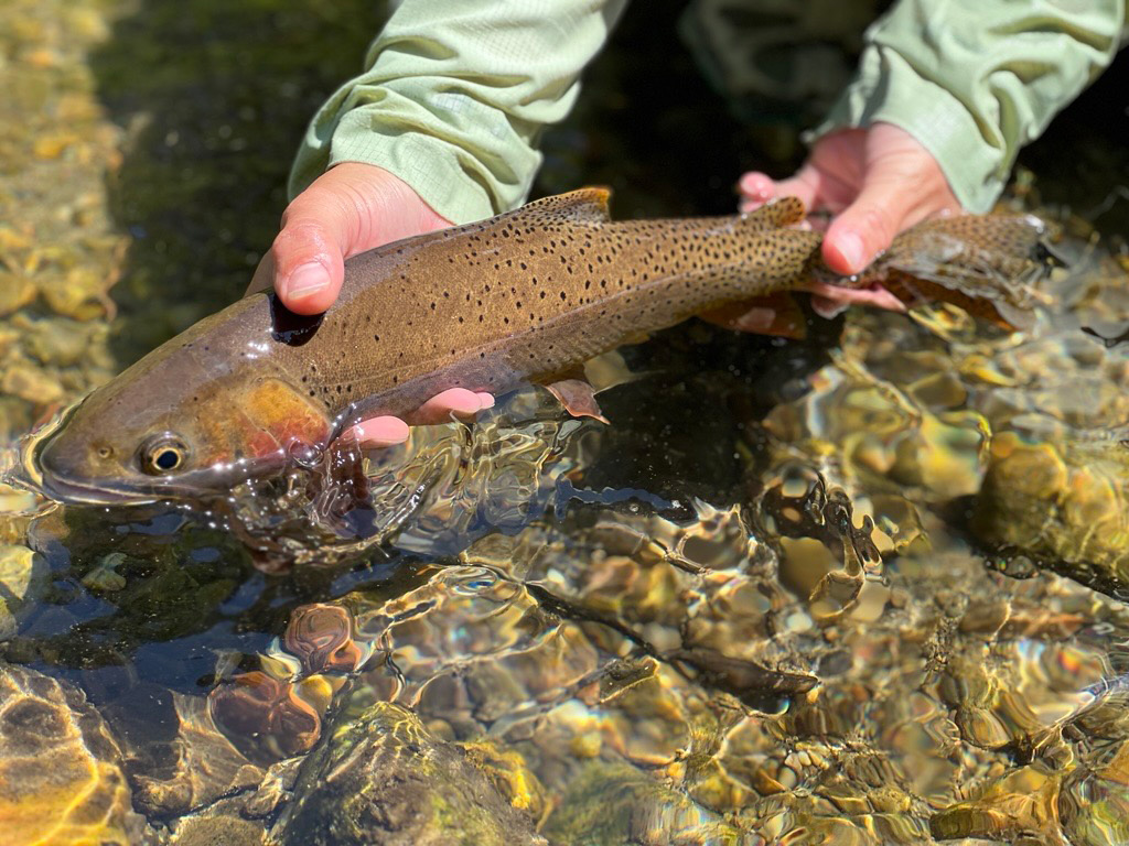 yellowstone cutthroat trout