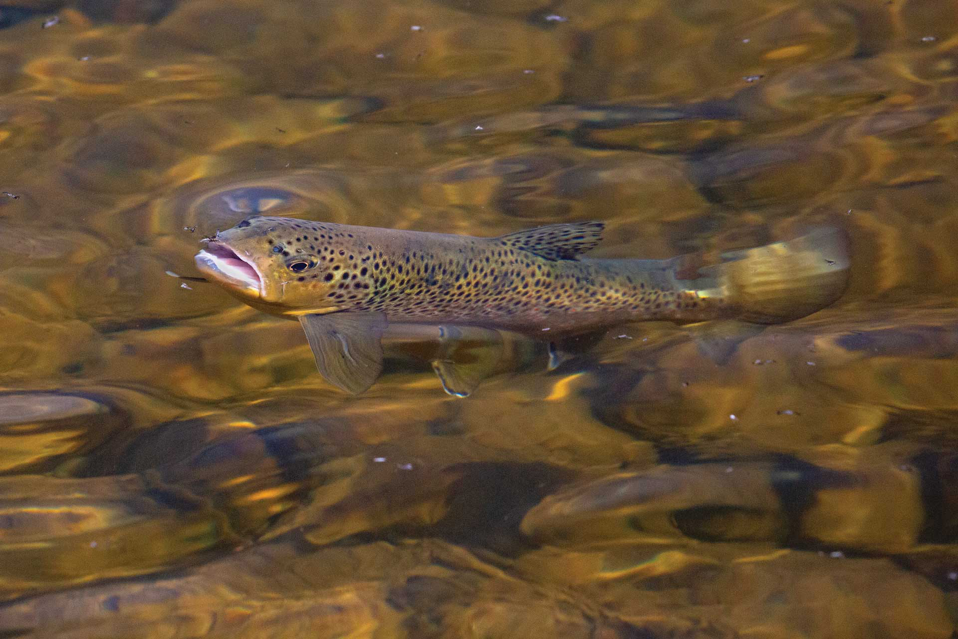 brown trout rising
