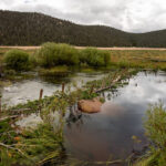 beaver dam analog in stream increased water level higher