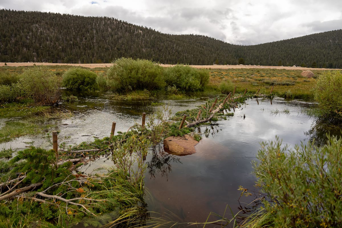 beaver dam analog in stream increased water level higher