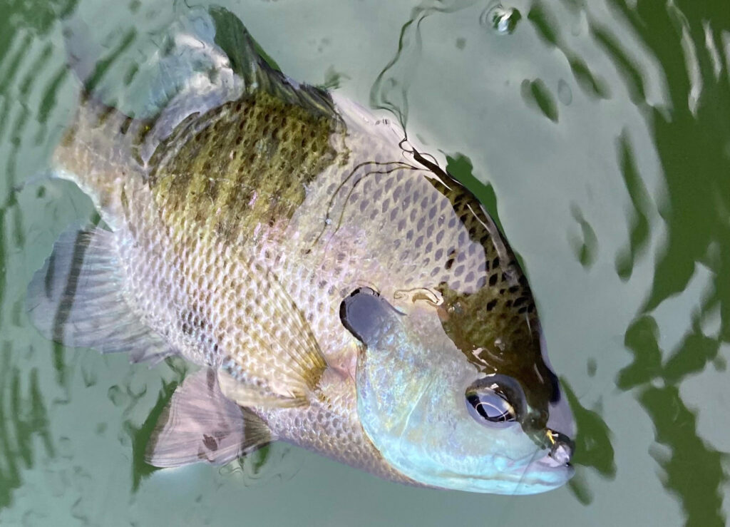 bluegill