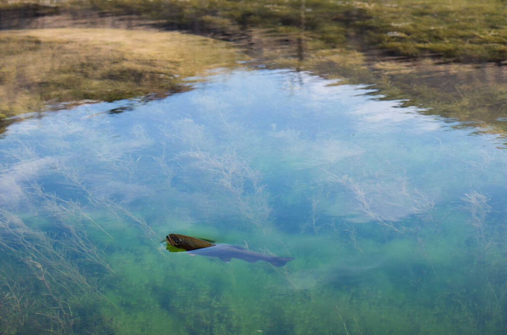 trout rising on still water