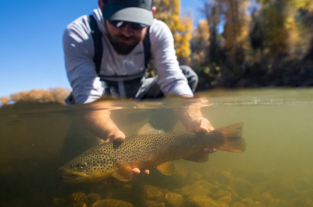 underwater brown trout release habitat restoration