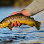 brown trout