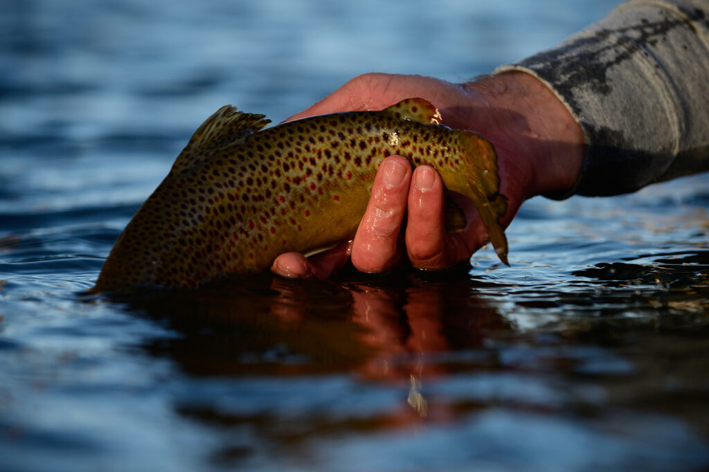 brown trout slipping back into water
