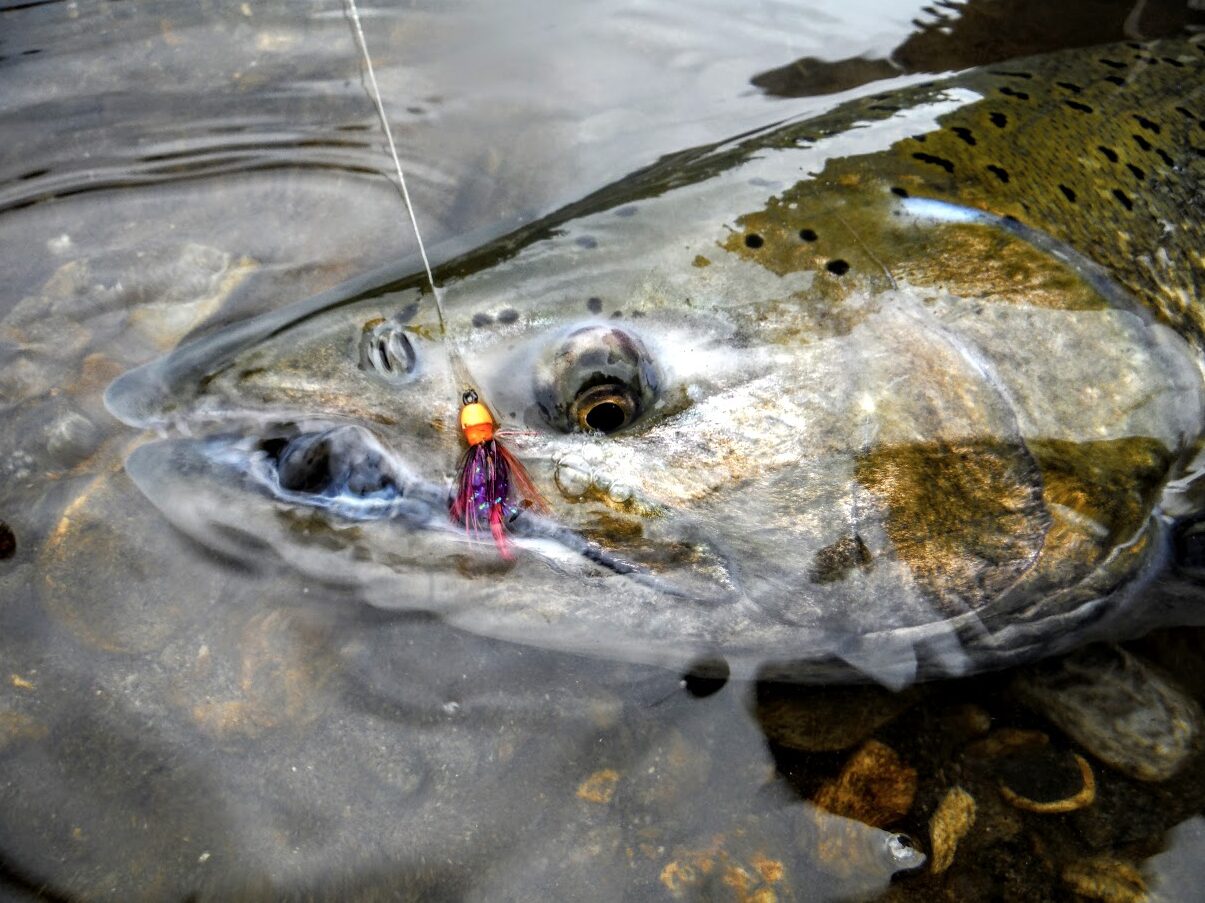 king salmon
