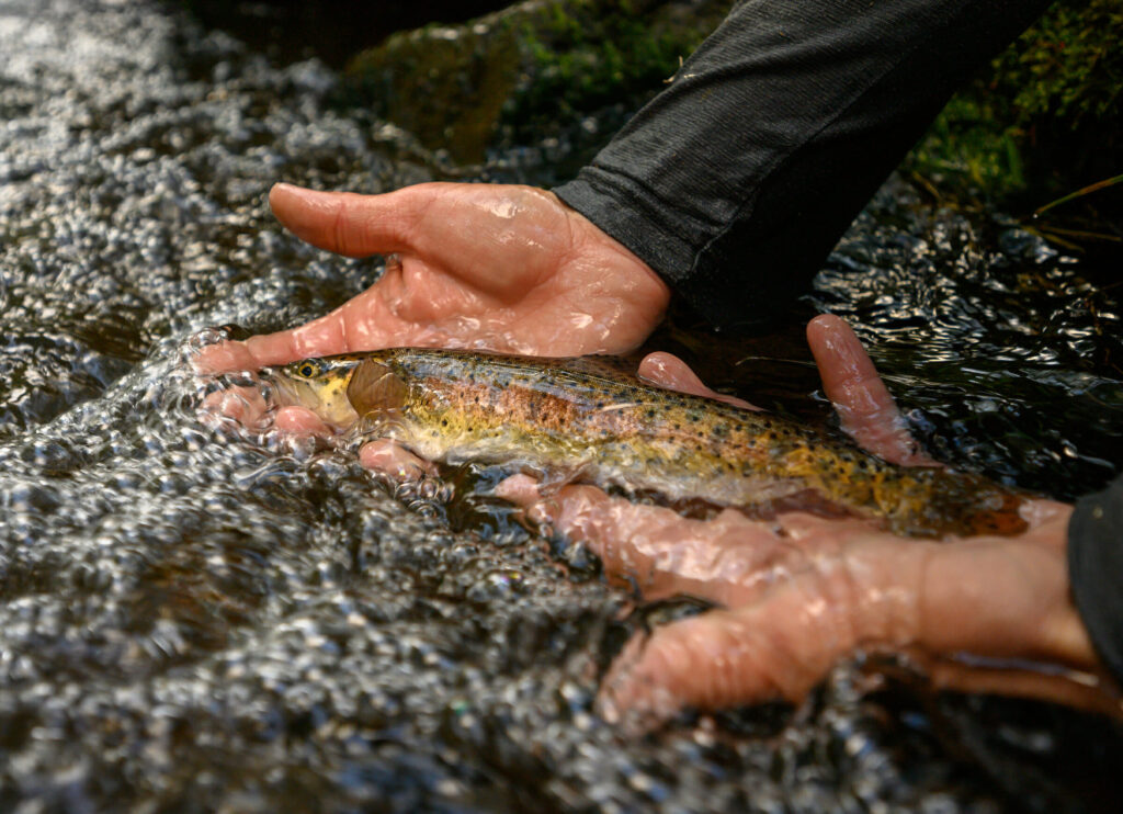 lahontan cutthroat trout
