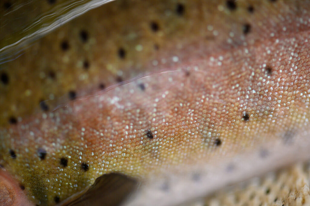 lahontan cutthroat trout flank