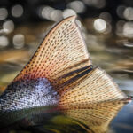light beautifully shining through trouts tailfin