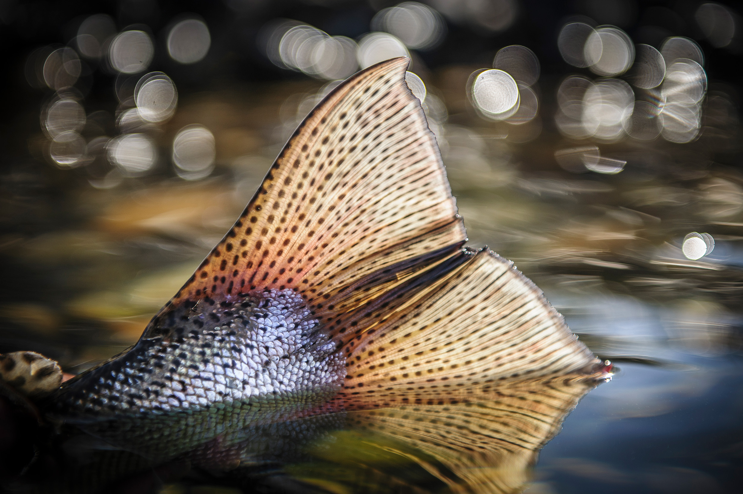 light beautifully shining through trouts tailfin
