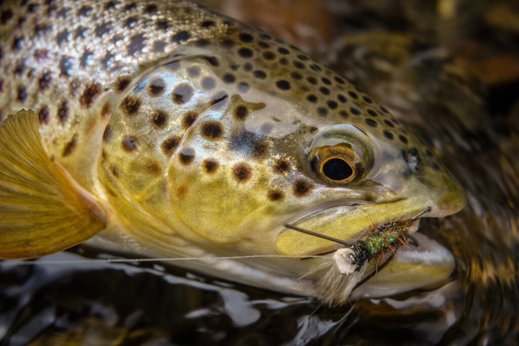 brown trout with fly in mouth