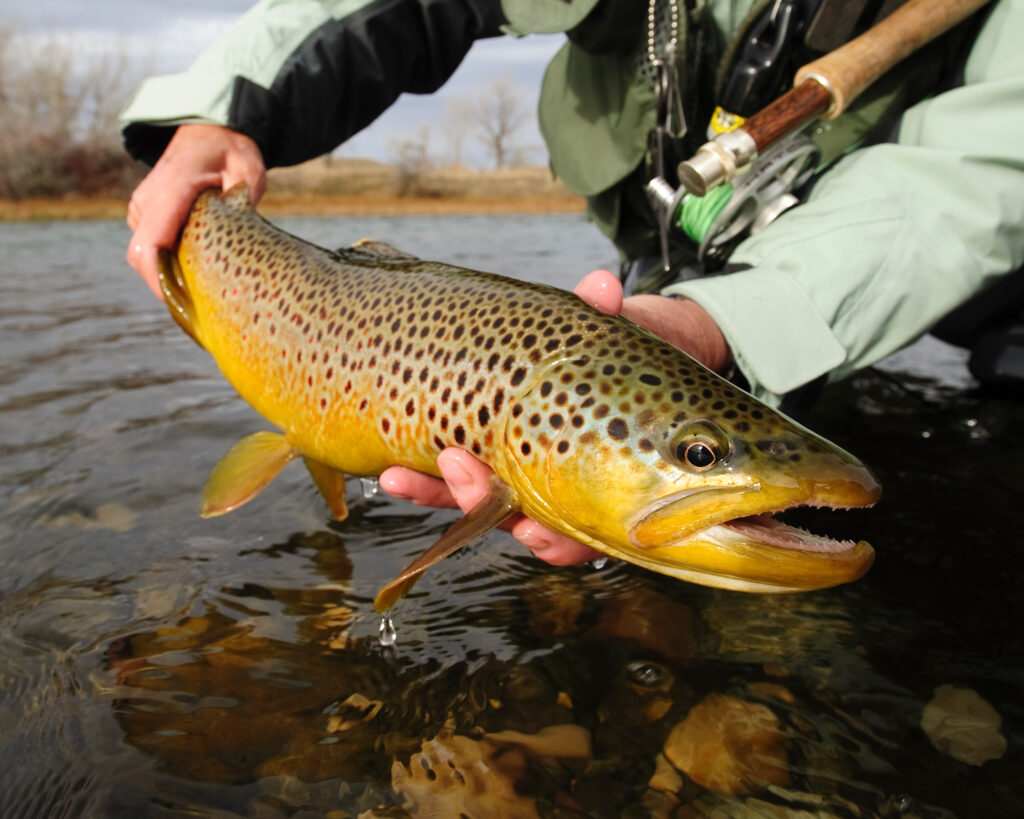 mark lance celebration large brown trout catch