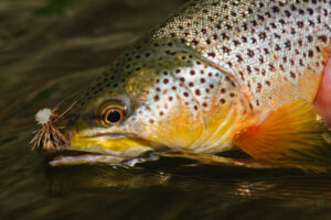 brown trout close up of head