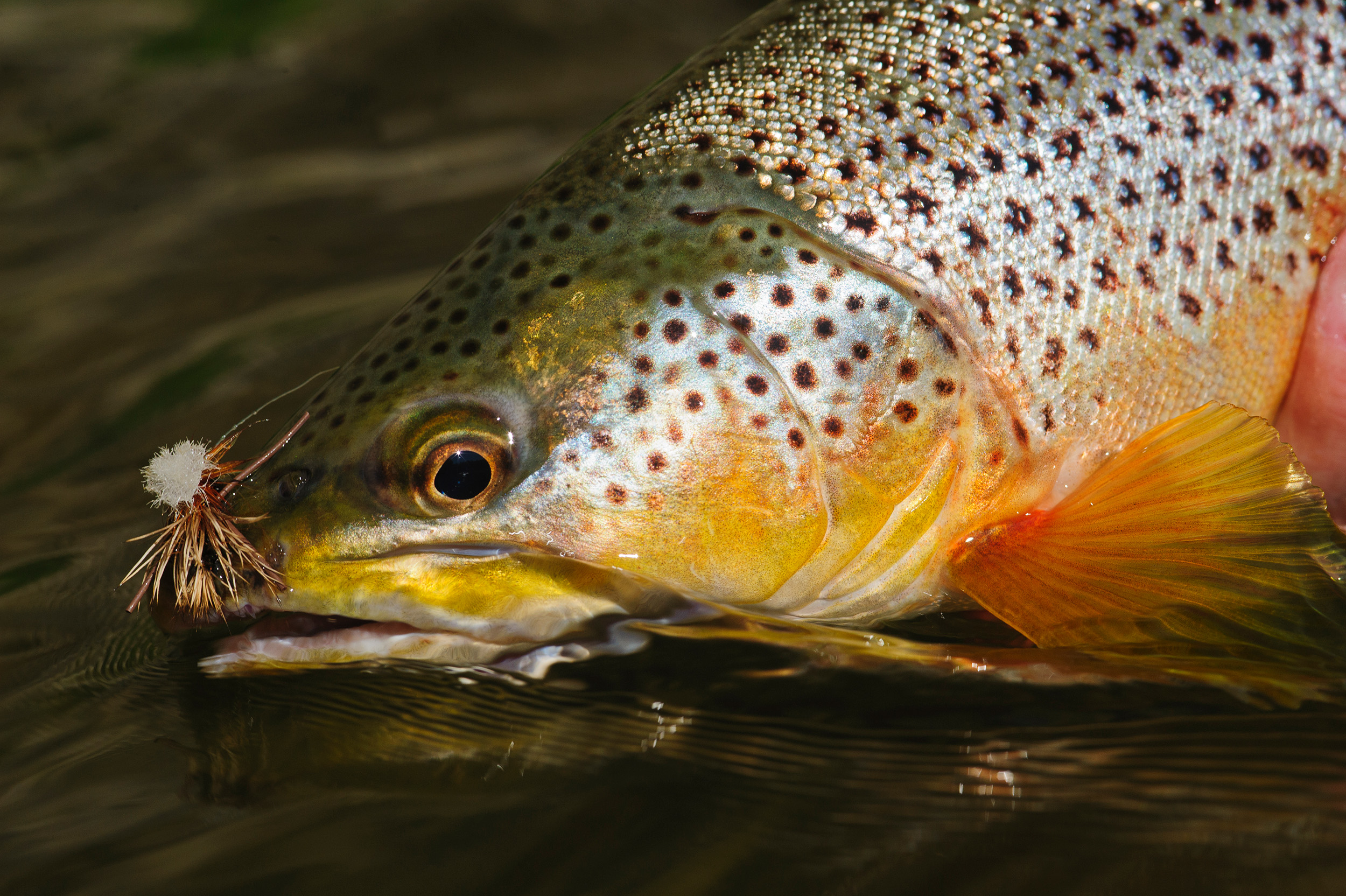 brown trout close up of head