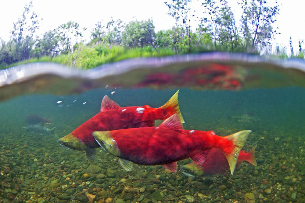 sockeye salmon alaska