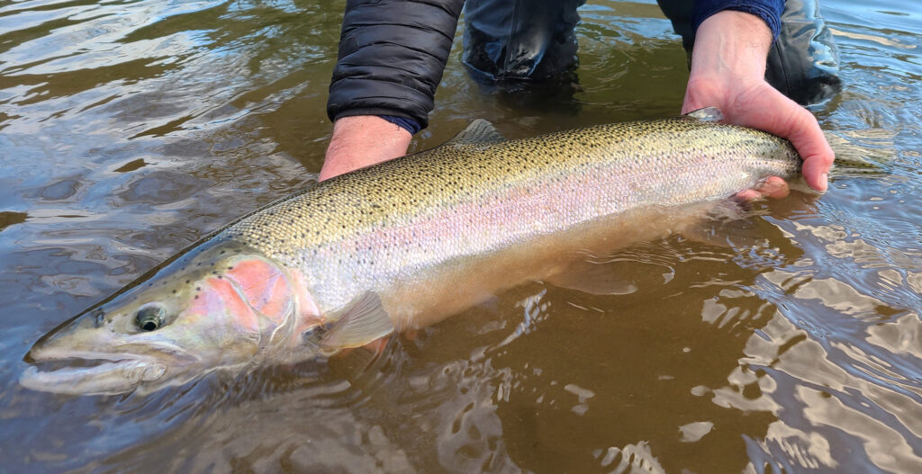 WA Coast winter steelhead Photo by Luke Kelly