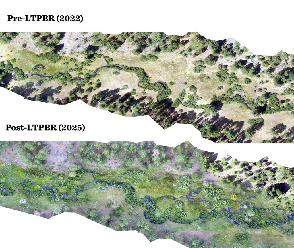 side by side vegetation improvement