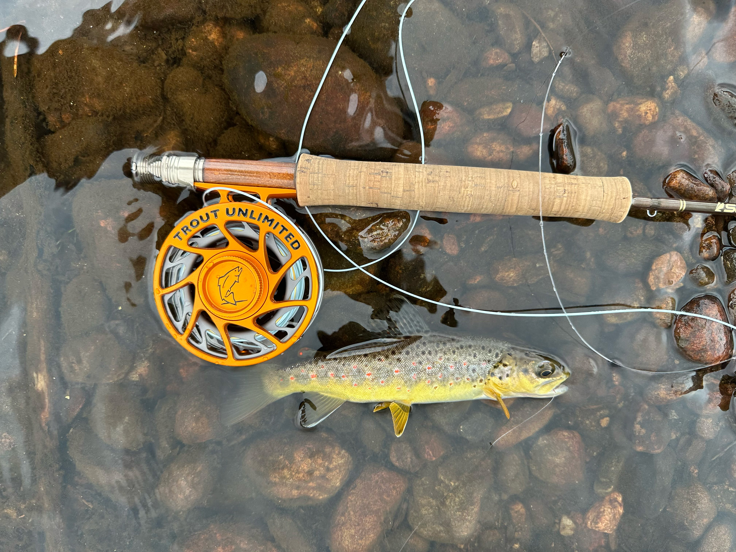 baby brown trout next to trout unlimited reel