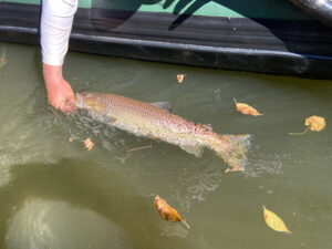 21 in brown trout