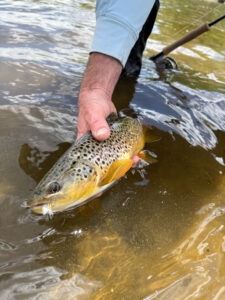 brown trout release
