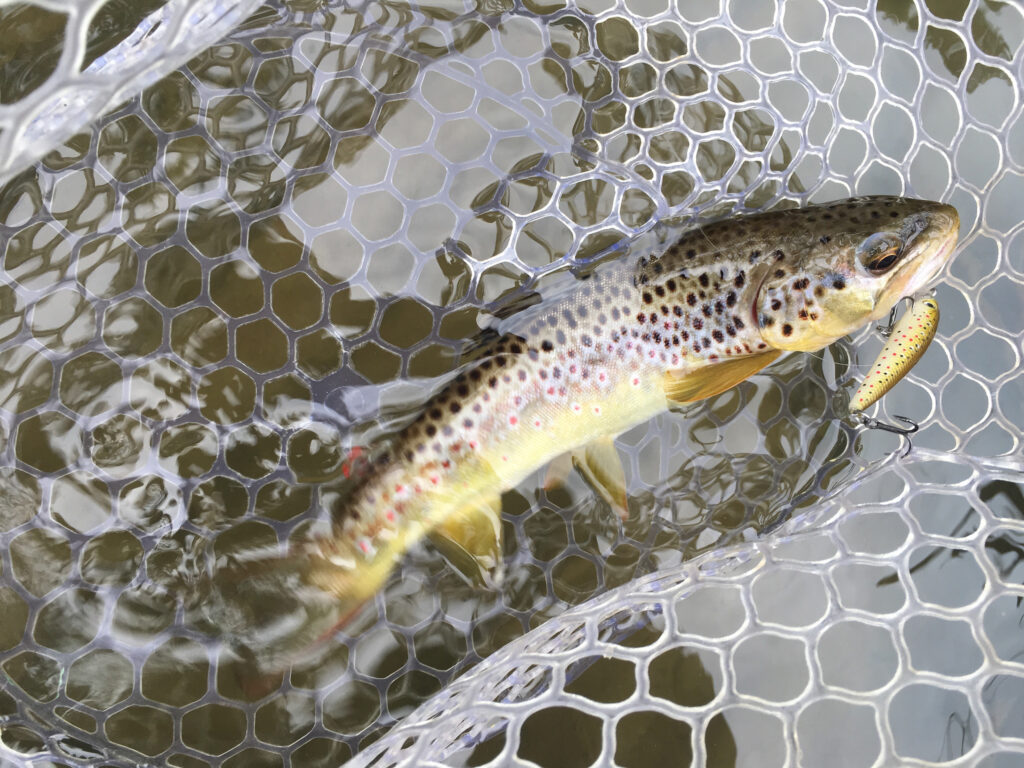 brown trout with lure in its mouth