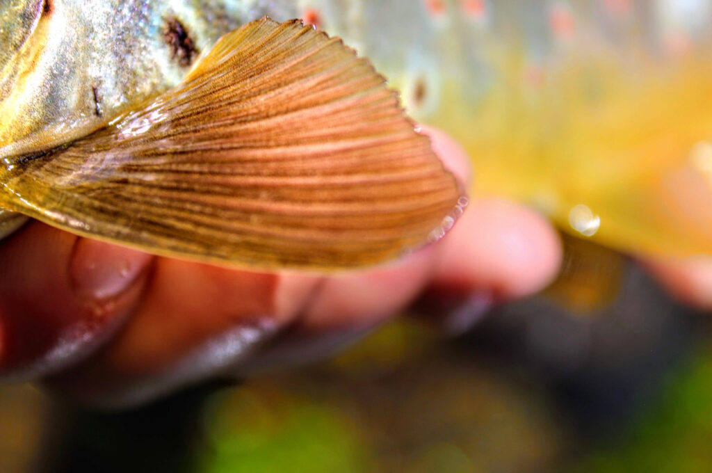 brown trout orange fin