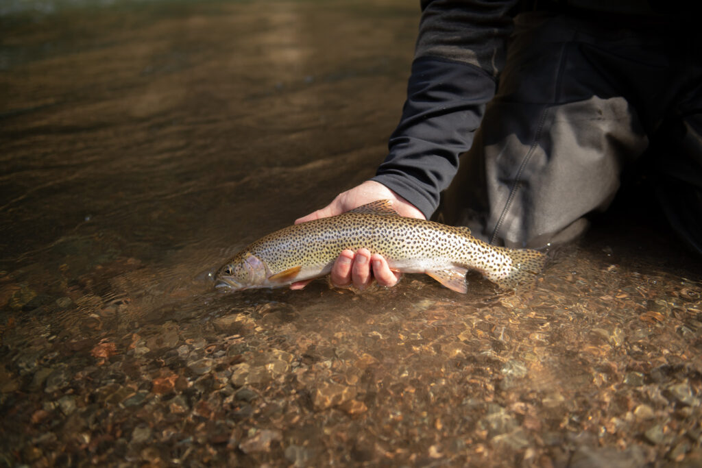 coastal cutthroat neka river