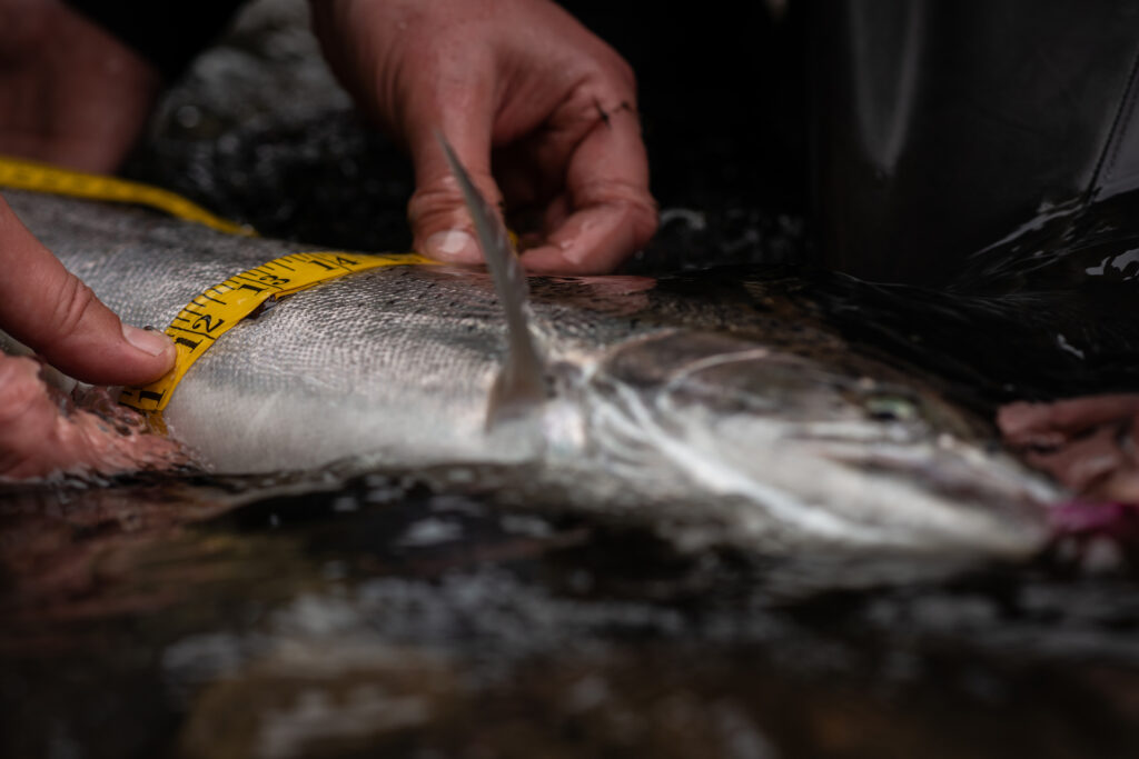 close up of kadake creek salmon getting measured