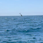 mako jumps are a spectacular site