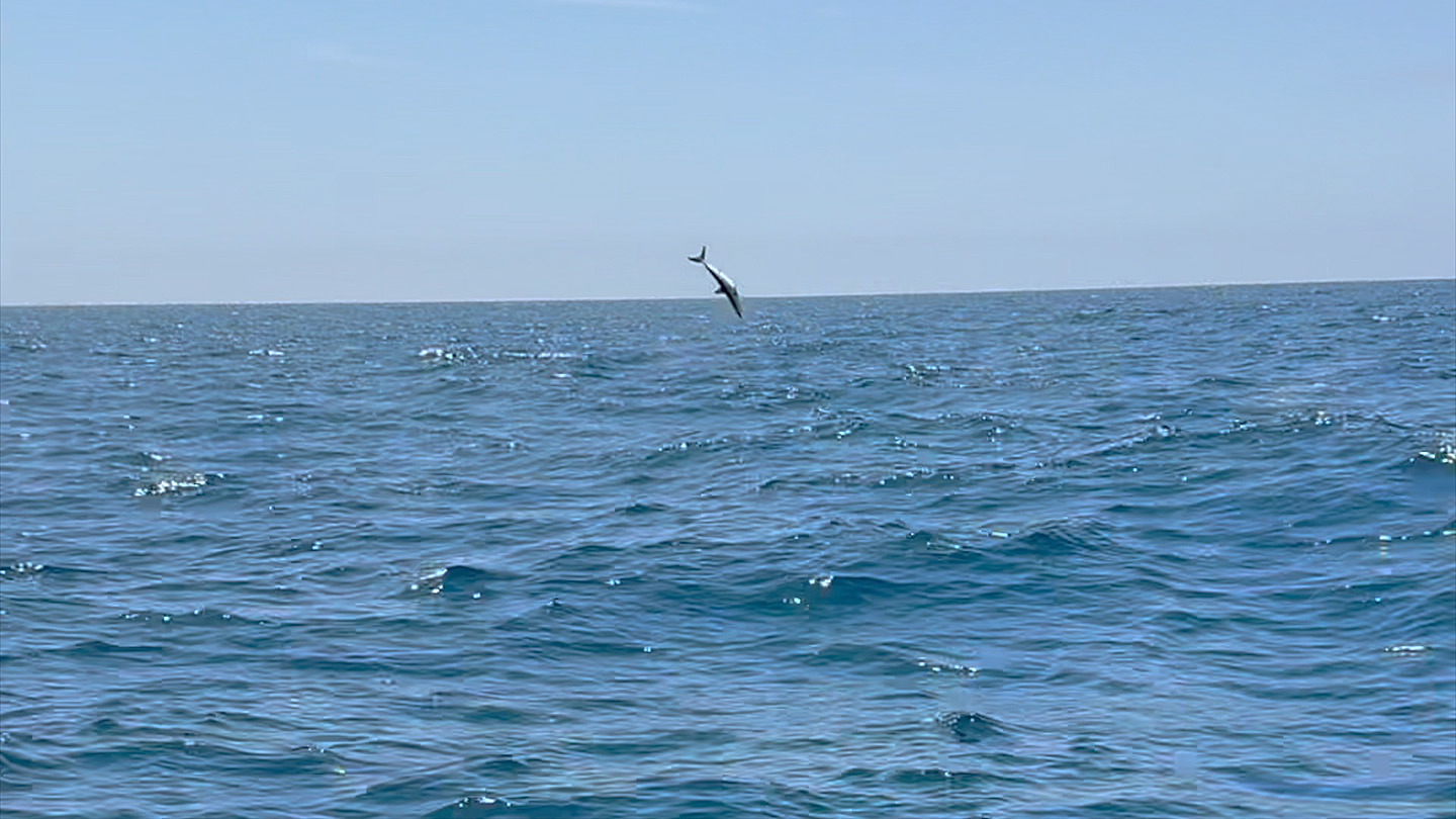 mako jumps are a spectacular site